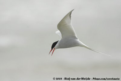 Noordse Stern / Arctic Tern