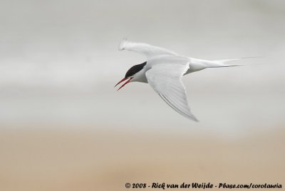 Noordse Stern / Arctic Tern