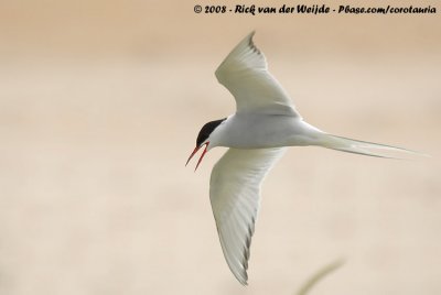 Noordse Stern / Arctic Tern