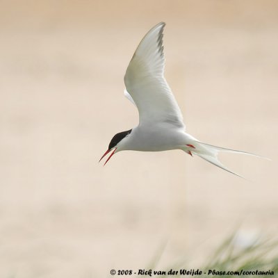 Noordse Stern / Arctic Tern