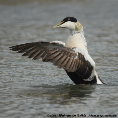 Eider / Common Eider