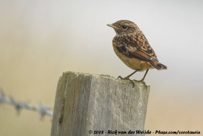 European StonechatSaxicola rubicola hibernans