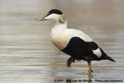 Eider / Common Eider