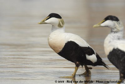 Eider / Common Eider