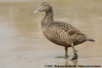 Eider / Common Eider