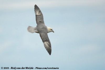 Noordse Stormvogel / Northern Fulmar