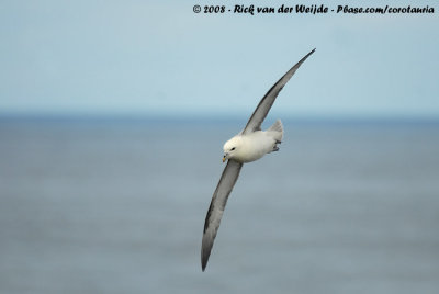 Noordse Stormvogel / Northern Fulmar