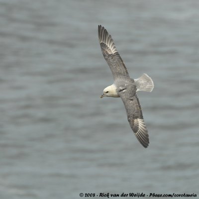 Noordse Stormvogel / Northern Fulmar