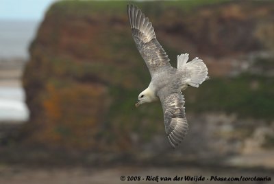 Noordse Stormvogel / Northern Fulmar