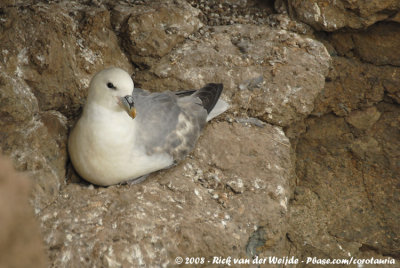 Noordse Stormvogel / Northern Fulmar