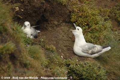 Noordse Stormvogel / Northern Fulmar