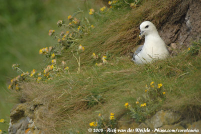 Noordse Stormvogel / Northern Fulmar