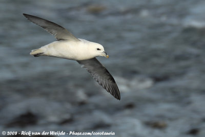 Noordse Stormvogel / Northern Fulmar