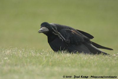 Eurasian RookCorvus frugilegus frugilegus