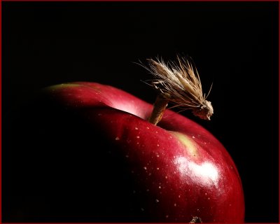 FRUIT FLY