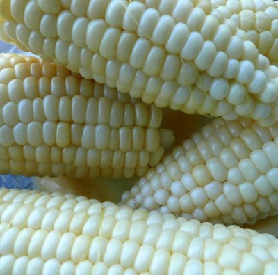 jersey corn