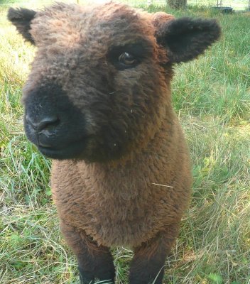 babydoll lamb.