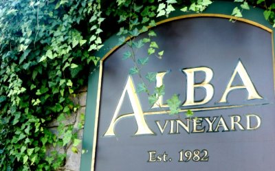alba: vines at the vineyard