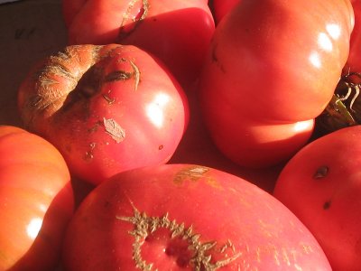 farm stand tomatoes in the morning sunlight.