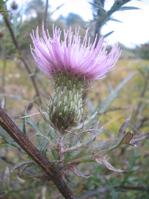 thistle1