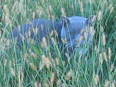 blue cat in the weeds