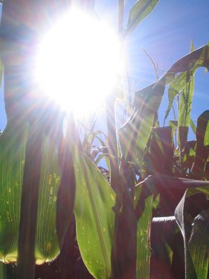 corn1