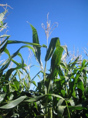 corn2