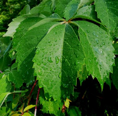 rain soaked leaves in the morning