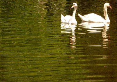 swans