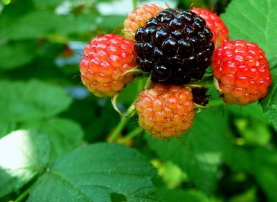 hairy berries