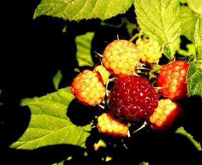 berries in the sunlight.