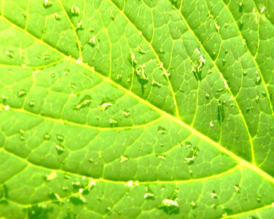 wet leaf