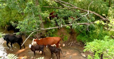 cattle in the stream part 1