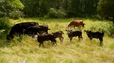 cattle in the meadow.