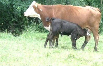 cow and calf