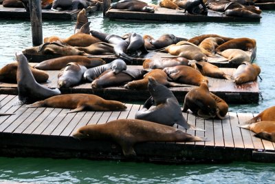 Sea Lions at Pier 39