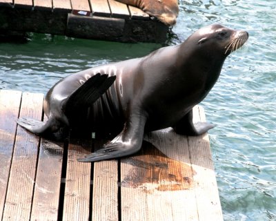 Sea Lions at Pier 39