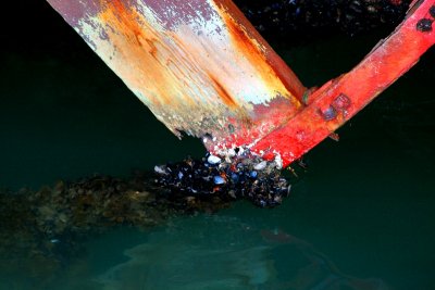 Barnacles on old rotten paddle wheel