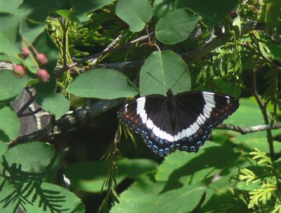 White Admiral