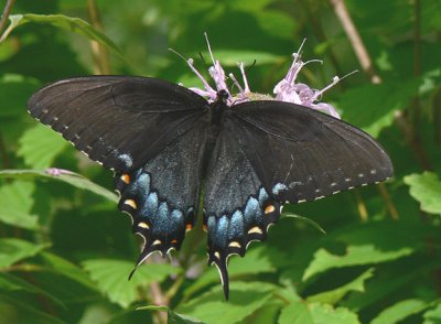 Eastern Tiger Swallowtail black form female