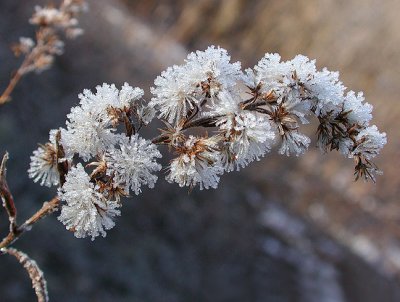 Frosted Goldenrod