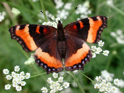 Milberts Tortoiseshell