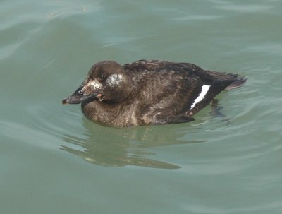 White-winged Scoter