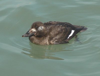 White-winged Scoter