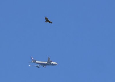 Red tail and blue tail