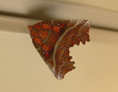 The Herald Moth