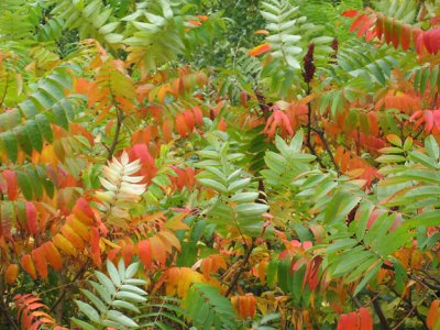 Fall Sumac