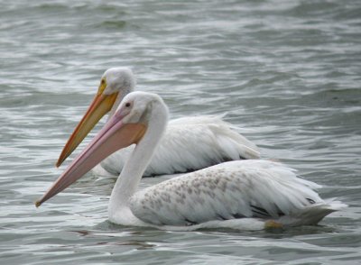 American White Pelican