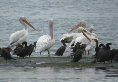 American White Pelican