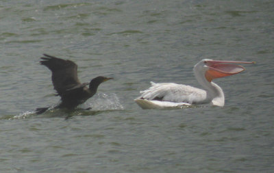 American White Pelican